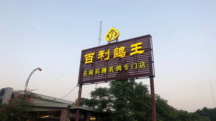 百利鴿王