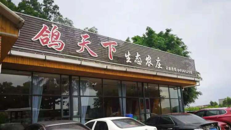 鴿天下